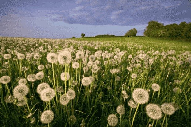 Dandelion sebagai Simbol Ketahanan