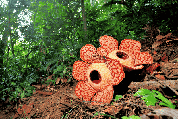 Habitat dan Cara Hidup Rafflesia