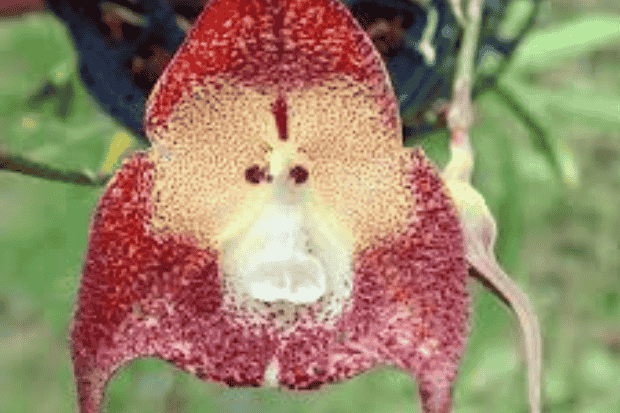 Habitat dan Cara Tumbuh Alami