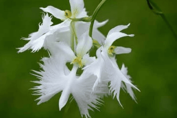 Habitat dan Cara Tumbuh Anggrek Kuntul Habitat dan Cara Tumbuh Anggrek Kuntul