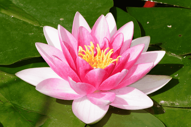 Habitat dan Cara Tumbuh Bunga Lotus Habitat dan Cara Tumbuh Bunga Lotus