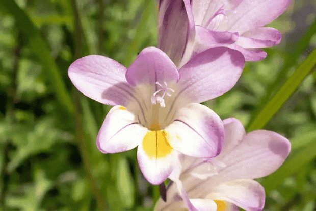 Karakteristik Bunga Freesia yang Mudah Dikenali