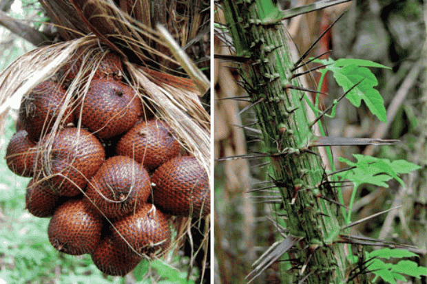 Karakteristik Tumbuhan Salak Karakteristik Tumbuhan Salak