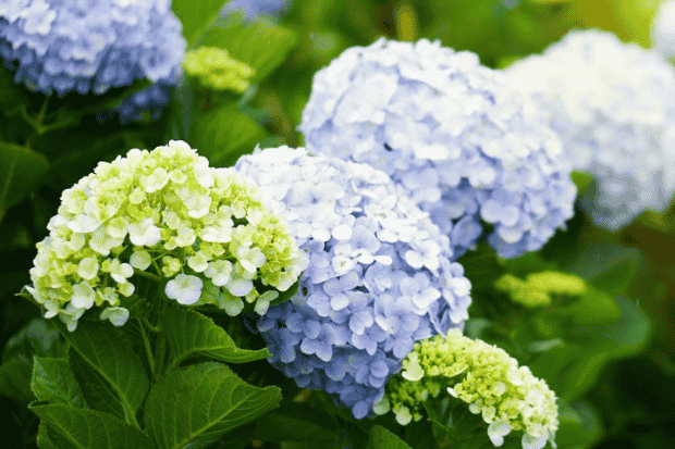 Kembang Bokor Tanaman Hias yang Mudah Dipadukan