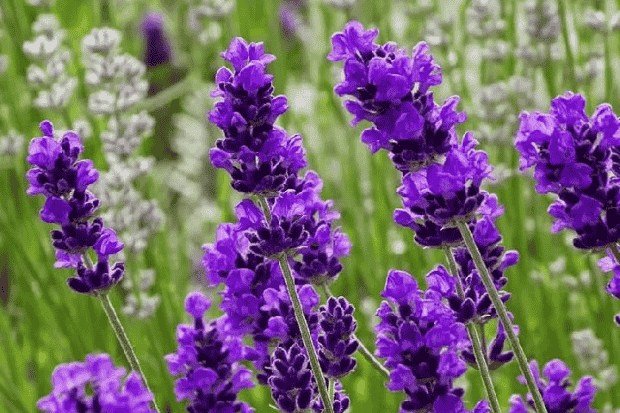 Aroma Lavender dan Efeknya untuk Pikiran