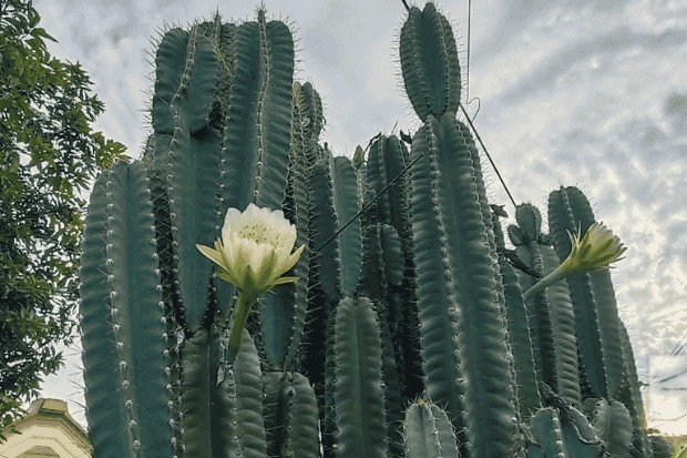 Makna Bunga Kaktus dalam Kehidupan Sehari-hari