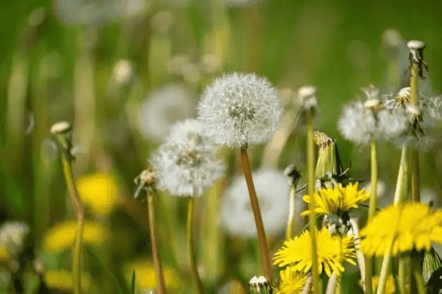 Makna Dandelion dalam Kehidupan