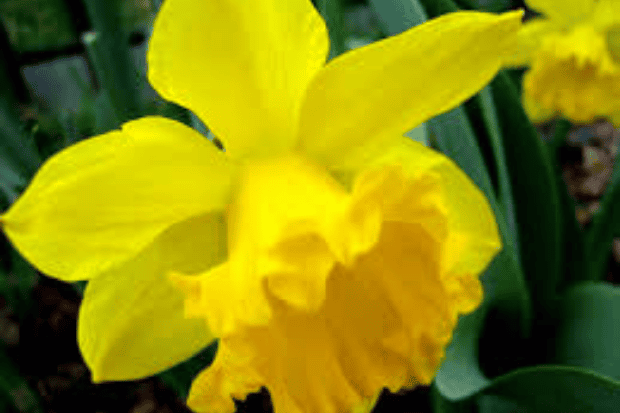 Makna dan Manfaat Bunga Daffodil