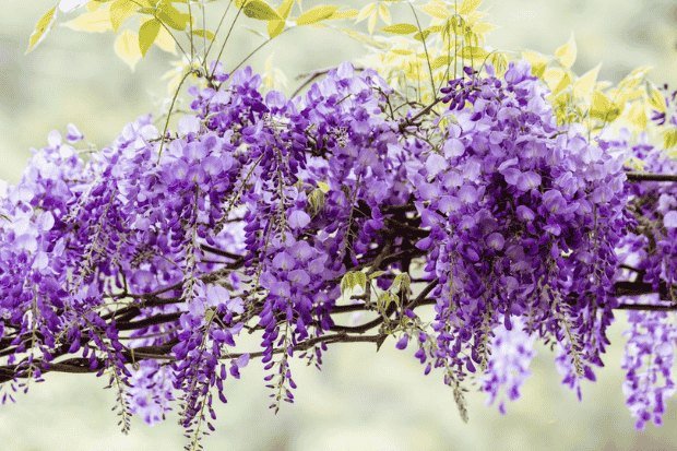 Makna dan Nilai Simbolis Bunga Wisteria