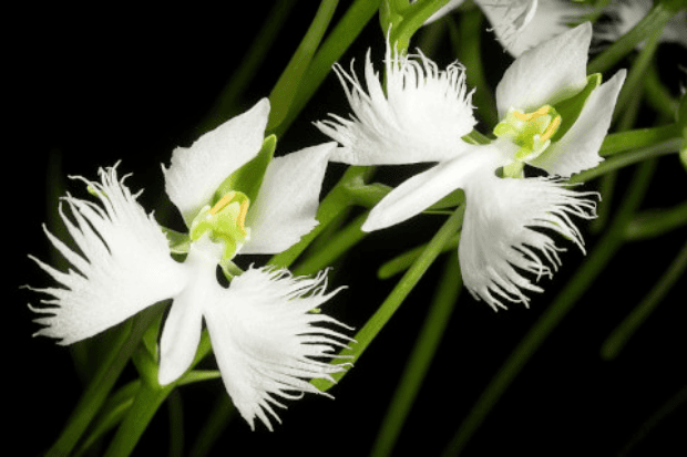 Mengenal Anggrek Kuntul Lebih Dekat Mengenal Anggrek Kuntul Lebih Dekat