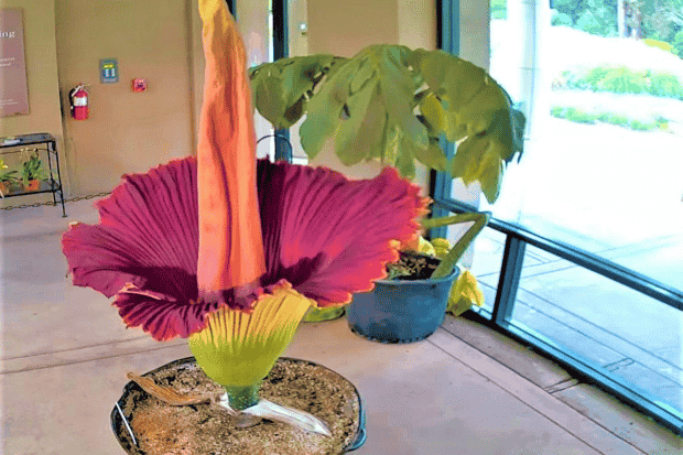 Mengenal Bunga Bangkai Mengenal Bunga Bangkai