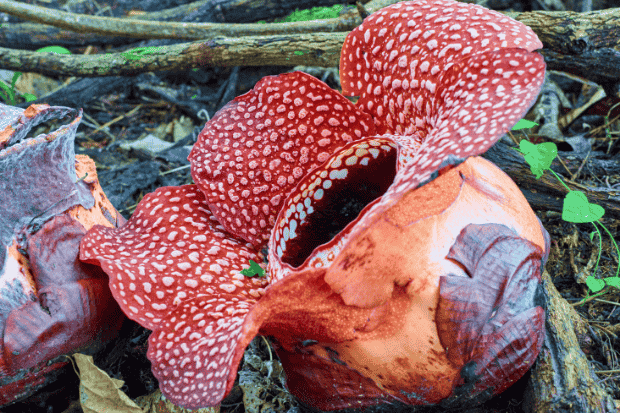 Mengenal Bunga Rafflesia