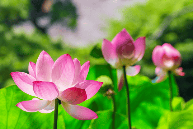 Mengenal Bunga Teratai Lebih Dekat