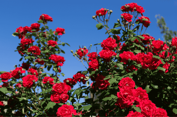 Mengenal Karakter Bunga Mawar