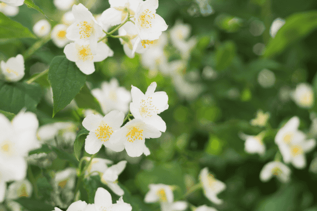 Mengenal Karakter Melati Jepang Muda Mengenal Karakter Melati Jepang Muda