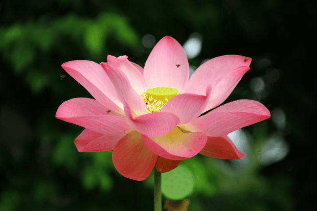 Mengenal Karakteristik Bunga Lotus Mengenal Karakteristik Bunga Lotus