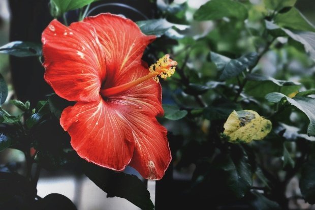 Mengenal Tanaman Bunga Sepatu Lebih Dekat 