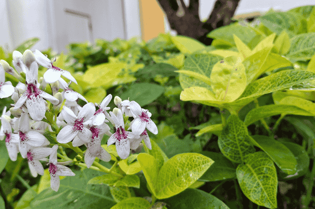 Perawatan Melati Jepang Muda yang Praktis Perawatan Melati Jepang Muda yang Praktis