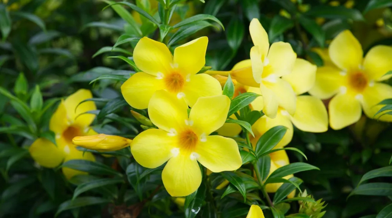 Pesona Bunga Alamanda, Tanaman Hias Tropis dengan Warna Cerah yang Memikat