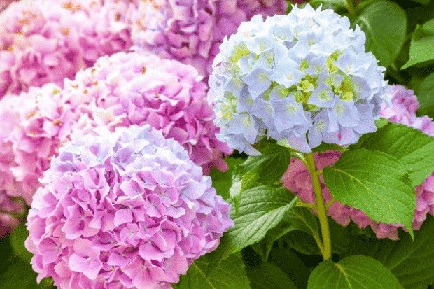 Pesona Bunga Hydrangea Warna-warni di Mata Pecinta Taman