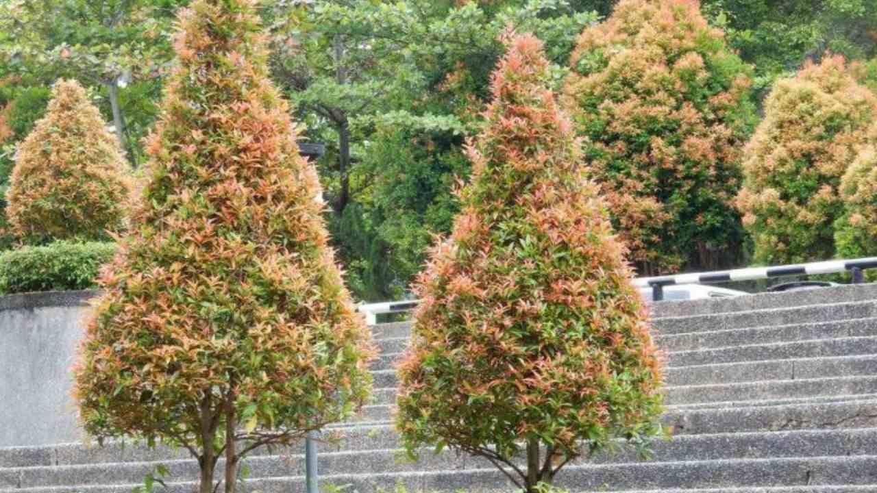 Pucuk Merah Bikin Tampilan Rumah Lebih Segar