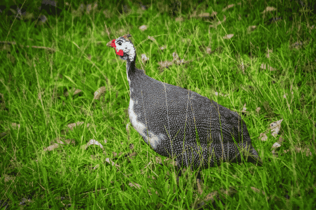Sistem Budidaya dan Potensi Keuntungan