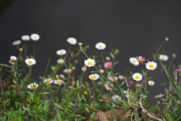 Tanaman Daisy dan Lingkungan Tumbuhnya