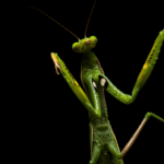 Belalang Sembah Si Pemburu Tenang yang Menyimpan Banyak Keunikan