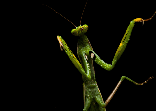 Belalang Sembah Si Pemburu Tenang yang Menyimpan Banyak Keunikan