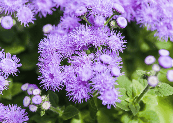 Bunga Ageratum Si Kecil Lembut yang Penuh Pesona