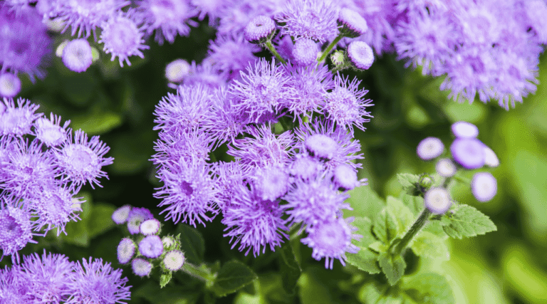 Bunga Ageratum Si Kecil Lembut yang Penuh Pesona