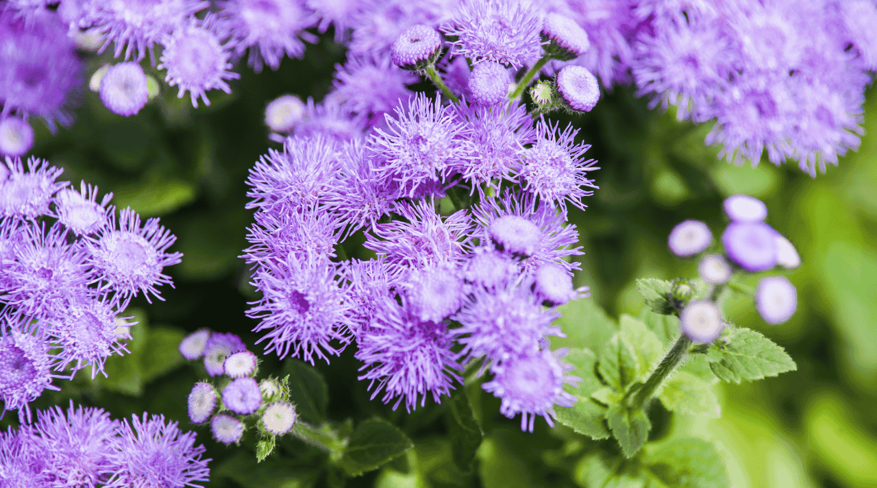 Bunga Ageratum Si Kecil Lembut yang Penuh Pesona