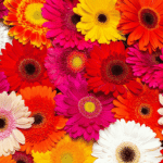 Bunga Gerbera dan Pesonanya di Dunia Tumbuhan Hias hangatin.my.id