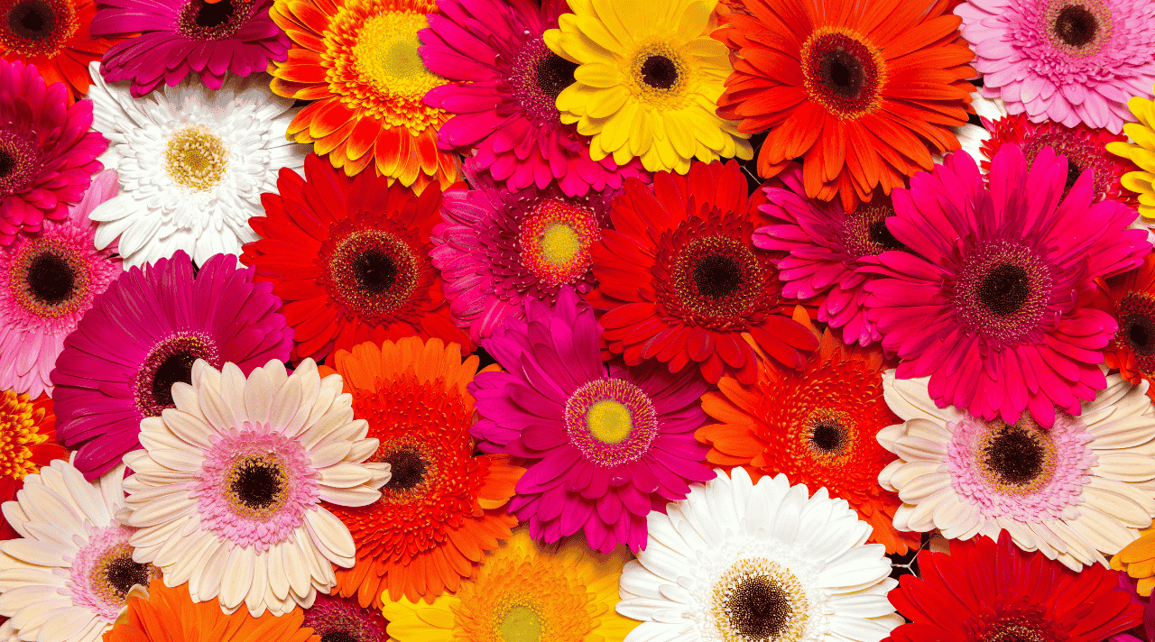 Bunga Gerbera dan Pesonanya di Dunia Tumbuhan Hias