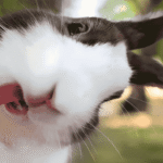 Kelinci Lucu Hewan Imut yang Selalu Membawa Suasana Ceria