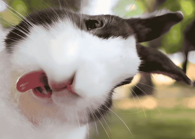 Kelinci Lucu Hewan Imut yang Selalu Membawa Suasana Ceria