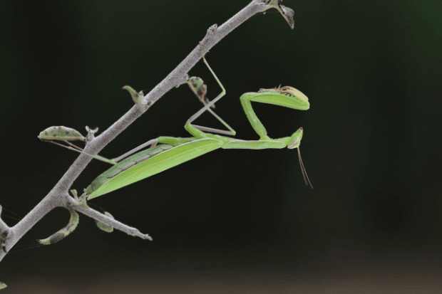 Mengenal Belalang Sembah Lebih Dekat Mengenal Belalang Sembah Lebih Dekat