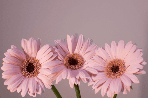 Mengenal Karakter Bunga Gerbera