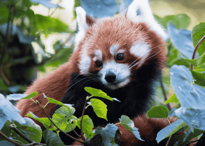 Panda Merah Hewan Imut yang Menyimpan Cerita Menarik dari Alam