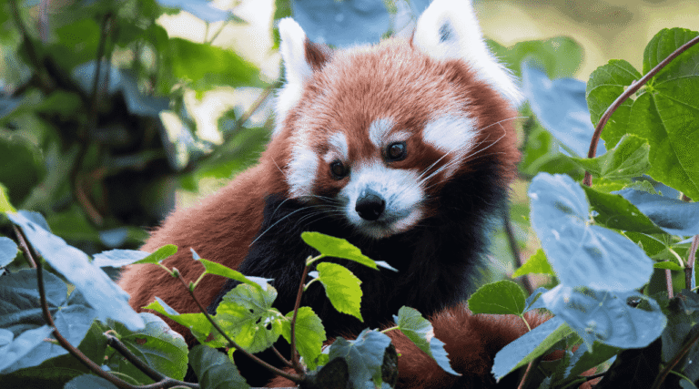 Panda Merah Hewan Imut yang Menyimpan Cerita Menarik dari Alam