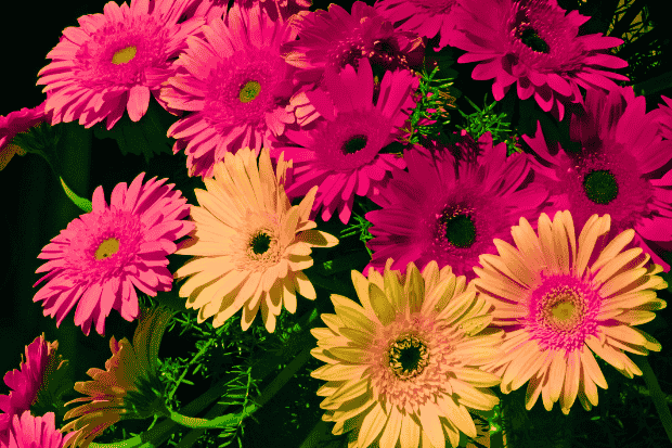 Perawatan Gerbera agar Tumbuh Optimal