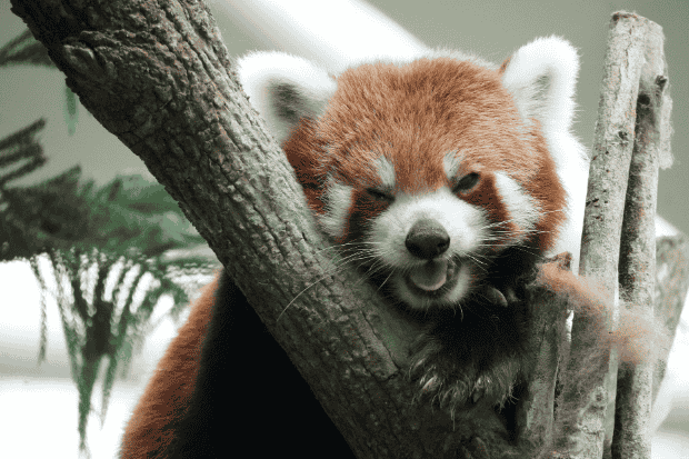 Perilaku Unik yang Membuat Panda Merah Istimewa