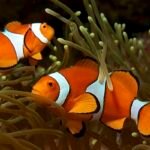 sebuah simbiosis mutualisme antara ikan badut dan anemon laut