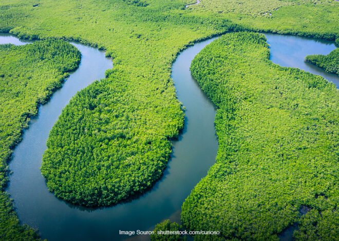 SUNGAI AMAZON SUNGAI MISTERI DARI BRAZIL