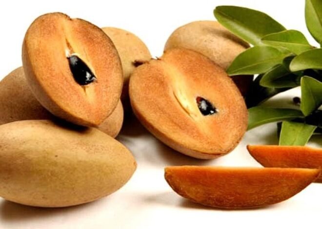 Buah Sawo yang Manis dengan Banyak Nutrisi dan Manfaat