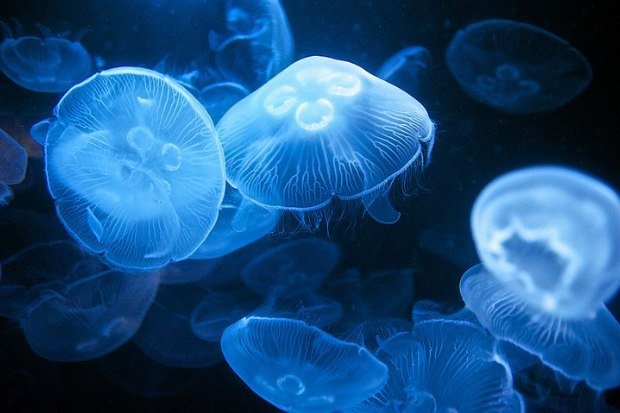 Keindahan ubur ubur biru di perairan laut tropis