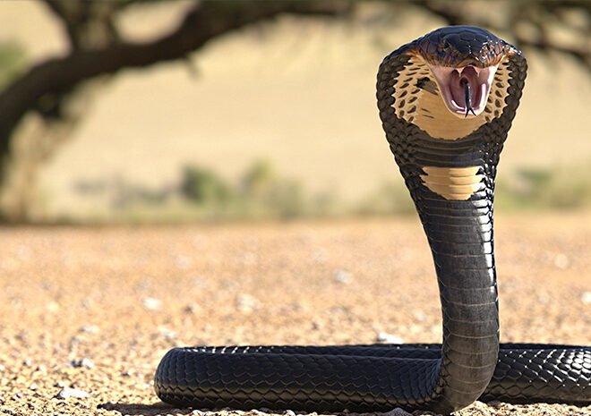 MENGENAL ULAR COBRA SANG PREDATOR