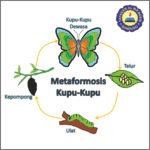 metamorfosis sempurna dan tidak sempurna