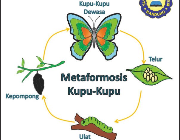 METAMORFOSIS MAKHLUK HIDUP