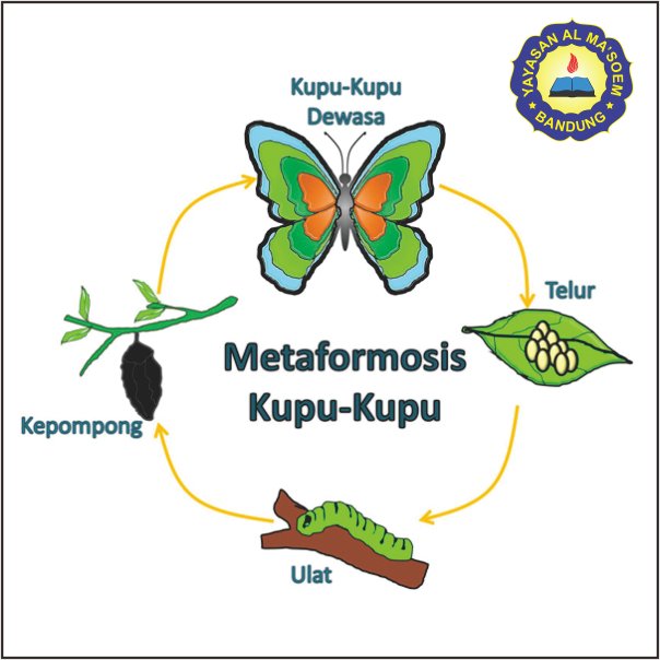 METAMORFOSIS MAKHLUK HIDUP
